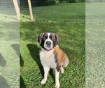 Small #2 Saint Bernard Mix
