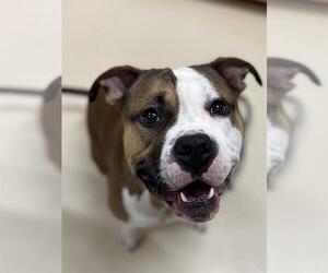American Pit Bull Terrier Dogs for adoption in Center Township, PA, USA