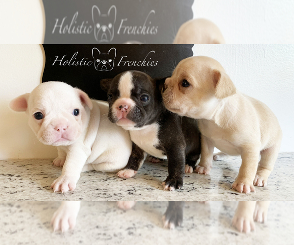 Medium Photo #2 French Bulldog Puppy For Sale in EUGENE, OR, USA