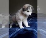 Small Photo #4 Wolf Hybrid Puppy For Sale in BYBEE, TN, USA