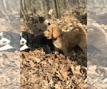 Small Photo #12 Aussiedoodle Puppy For Sale in COMMERCE, MI, USA