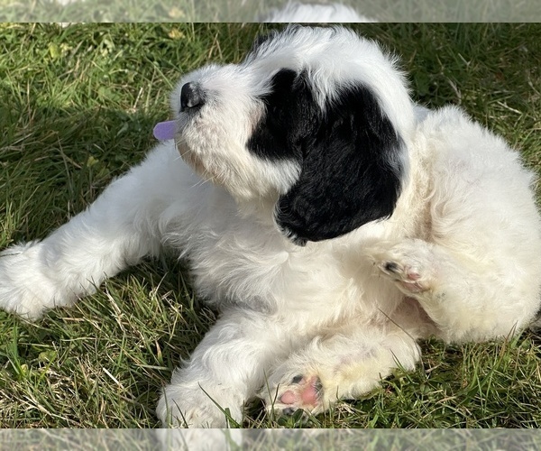 Medium Photo #19 Aussiedoodle Puppy For Sale in BREMERTON, WA, USA