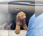 Small Photo #3 Poodle (Toy) Puppy For Sale in TAMPA, FL, USA