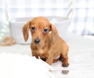 Dachshund Puppy for sale in MARIETTA, GA, USA