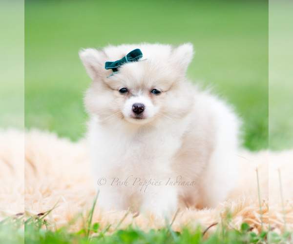 Medium Photo #51 Pomeranian Puppy For Sale in WARSAW, IN, USA