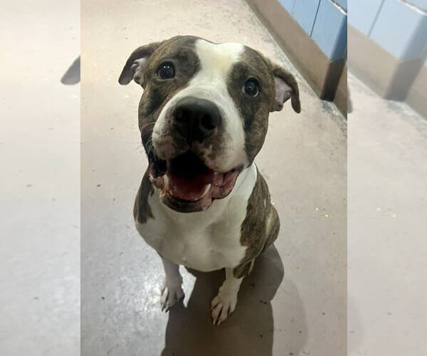 Medium Photo #7 Mutt Puppy For Sale in Crete, IL, USA