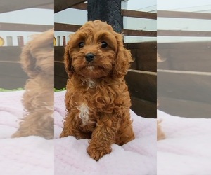 Cavapoo Puppy for Sale in WOLCOTTVILLE, Indiana USA