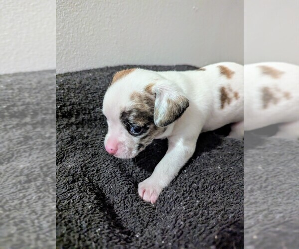 Medium Photo #1 Chihuahua Puppy For Sale in WILDWOOD, NJ, USA