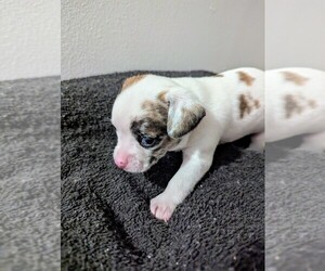 Medium Chihuahua