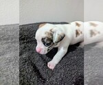 Puppy Pup 3 Chester Chihuahua