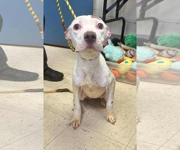 Medium Photo #6 Mutt Puppy For Sale in Princeton, MN, USA