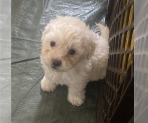Lhasa-Poo Puppy for sale in E BRUNSWICK, NJ, USA