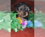 Puppy Jasper Yorkshire Terrier