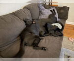 Small #2 Labrador Retriever Mix