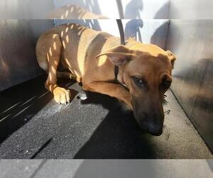 Mutt Dogs for adoption in San Antonio, TX, USA