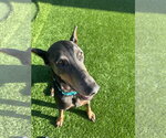 Small #9 Doberman Pinscher