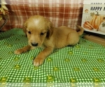 Small #3 Golden Retriever