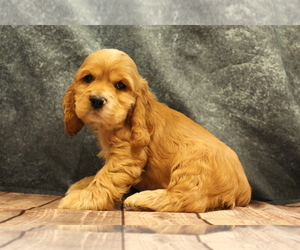 Cocker Spaniel Puppy for sale in JOICE, IA, USA