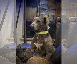 Ashly - Female Labrador Retriever-Unknown Mix Dog for Adoption - Photo #7