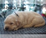 Small Photo #2 Golden Retriever Puppy For Sale in BRYANT, AL, USA