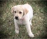 Image preview for Ad Listing. Nickname: Benalli