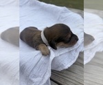 Puppy Mocha Dachshund