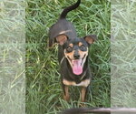 Small Photo #2 Miniature Pinscher-Unknown Mix Puppy For Sale in Oakhurst, NJ, USA
