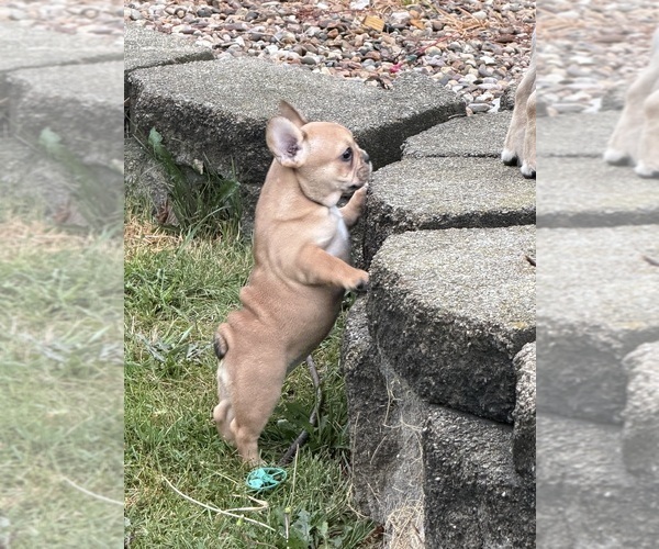 Medium Photo #1 French Bulldog Puppy For Sale in CEDAR RAPIDS, IA, USA