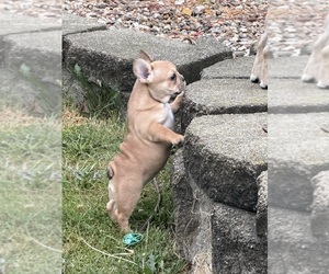 Medium French Bulldog