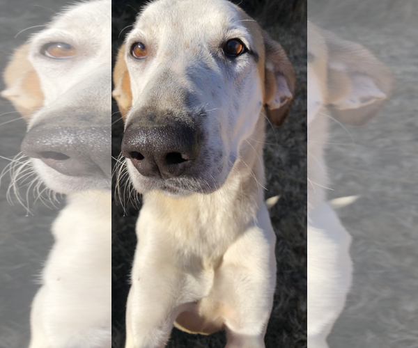 Medium Photo #5 Mutt Puppy For Sale in Thomasville, NC, USA