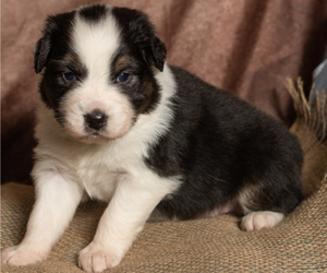 Australian Shepherd Puppy for sale in ROCKY MOUNT, VA, USA