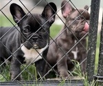 Puppy Puppy 1 French Bulldog