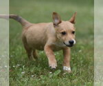 Small #3 German Shepherd Dog-Retriever  Mix