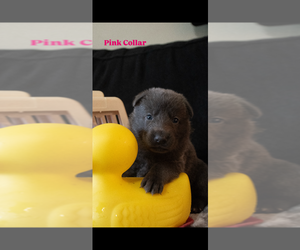 German Shepherd Dog Puppy for sale in RUCKERSVILLE, VA, USA