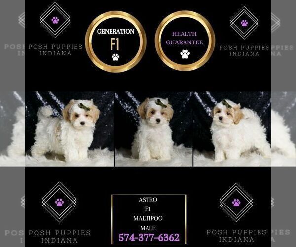 Medium Photo #6 Maltipoo (Miniature) Puppy For Sale in WARSAW, IN, USA