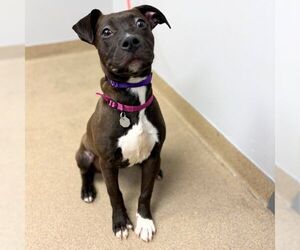 Mutt Dogs for adoption in Aurora, CO, USA