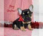 Small Photo #5 French Bulldog Puppy For Sale in FREDERICKSBURG, OH, USA