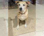 Small #2 Jack Russell Terrier-Labrador Retriever Mix