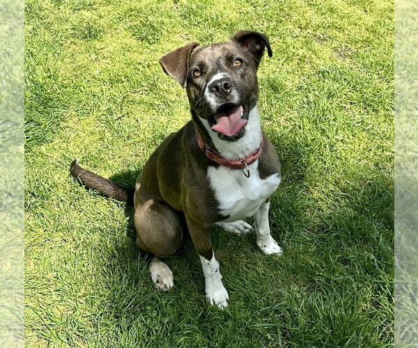 Medium Photo #55 Borador Puppy For Sale in Brewster, NY, USA