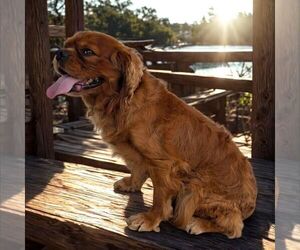 Father of the Cavalier King Charles Spaniel puppies born on 06/16/2025