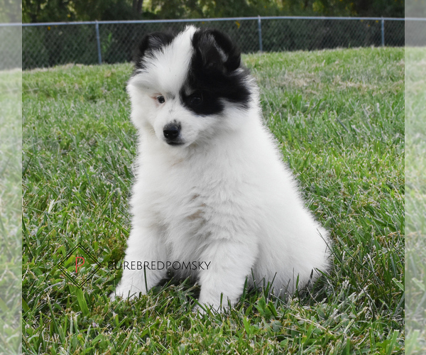 Medium Photo #3 Pomsky Puppy For Sale in KANSAS CITY, MO, USA