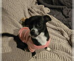 Small Photo #2 Jack Chi Puppy For Sale in Princeton, MN, USA