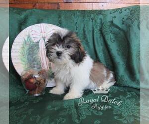 Zuchon Puppy for sale in LE MARS, IA, USA