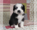 Small #7 Miniature Australian Shepherd