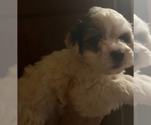 Maltipoo Puppy for sale in VENETA, OR, USA