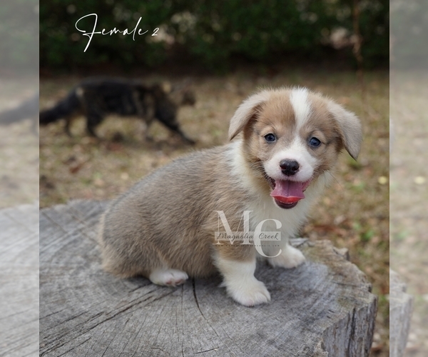 Medium Photo #3 Pembroke Welsh Corgi Puppy For Sale in FLORALA, AL, USA