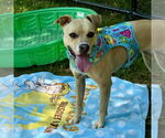 Small #9 Black Mouth Cur-Whippet Mix