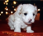 Small Photo #2 Poovanese-ShihPoo Mix Puppy For Sale in TILLER, OR, USA