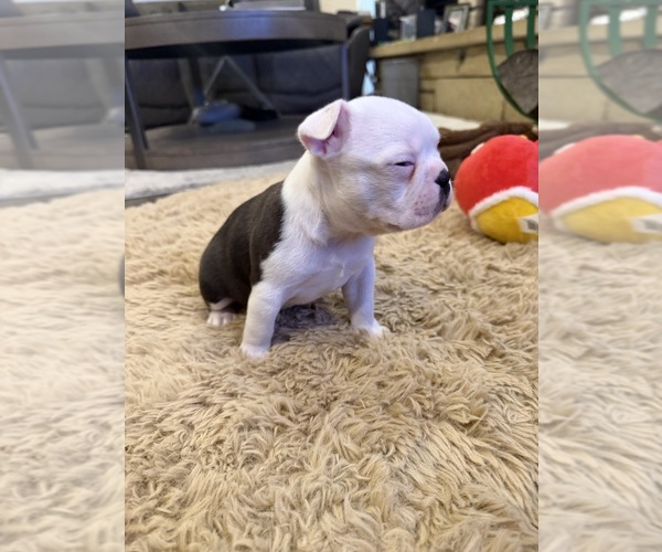 Medium Photo #4 Boston Terrier Puppy For Sale in FREDONIA, KS, USA