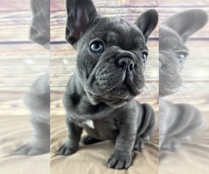 French Bulldog Puppy for Sale in PEWAUKEE, Wisconsin USA